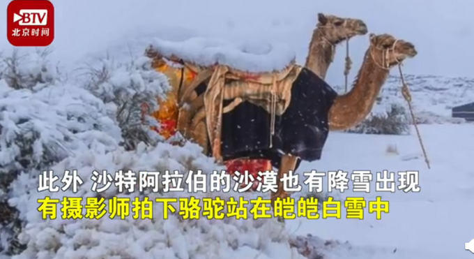 骆驼在撒哈拉沙漠雪中漫步 漫天雪花都能遇到