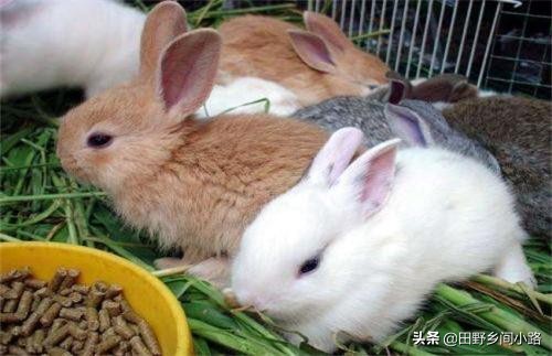 家兔的养殖与注意事项 养殖兔子生长环境的要求