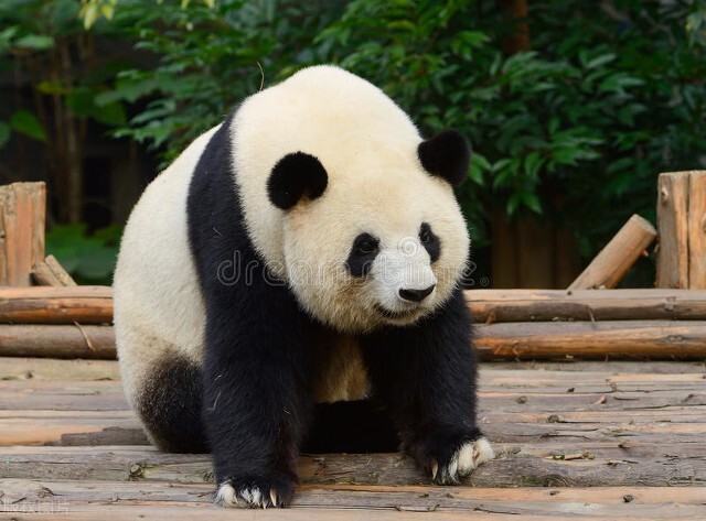 三年级大熊猫的资料完整介绍 三年级介绍大熊猫的作文