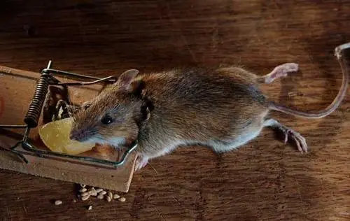 家中有了老鼠如何快速清除 怎么彻底清除老鼠