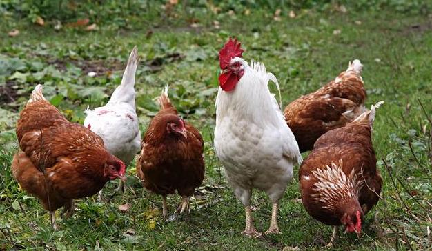 农村散养鸡1000只需投资多少 开小型养鸡场需要多少钱