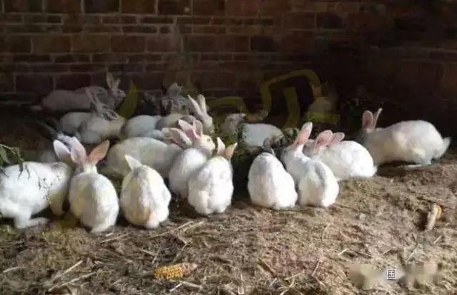 养100只兔子一年能赚大概多少钱 养兔子一只的利润多少