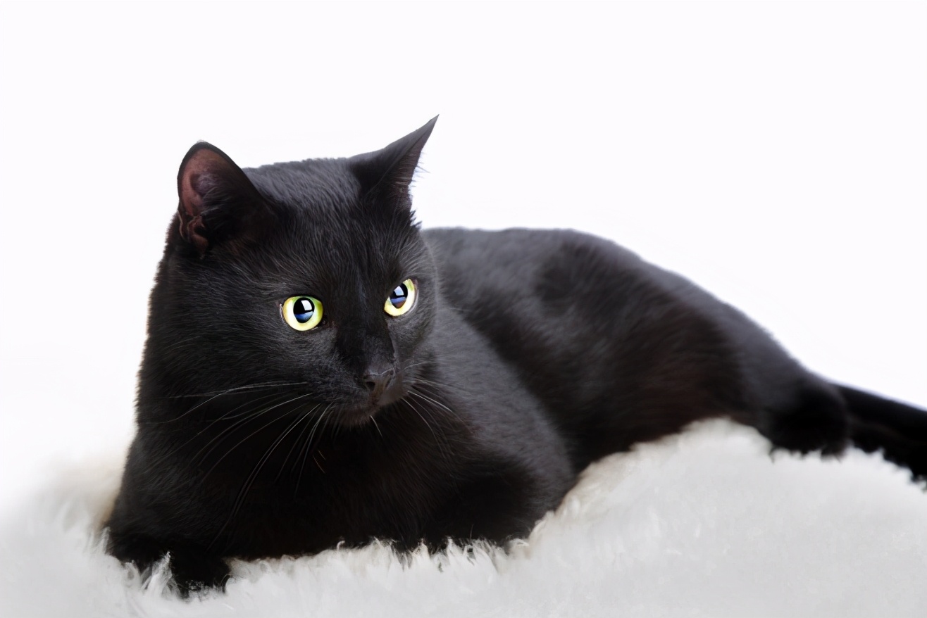 纯黑的猫一般人养不了 纯黑折耳猫为什么不能养