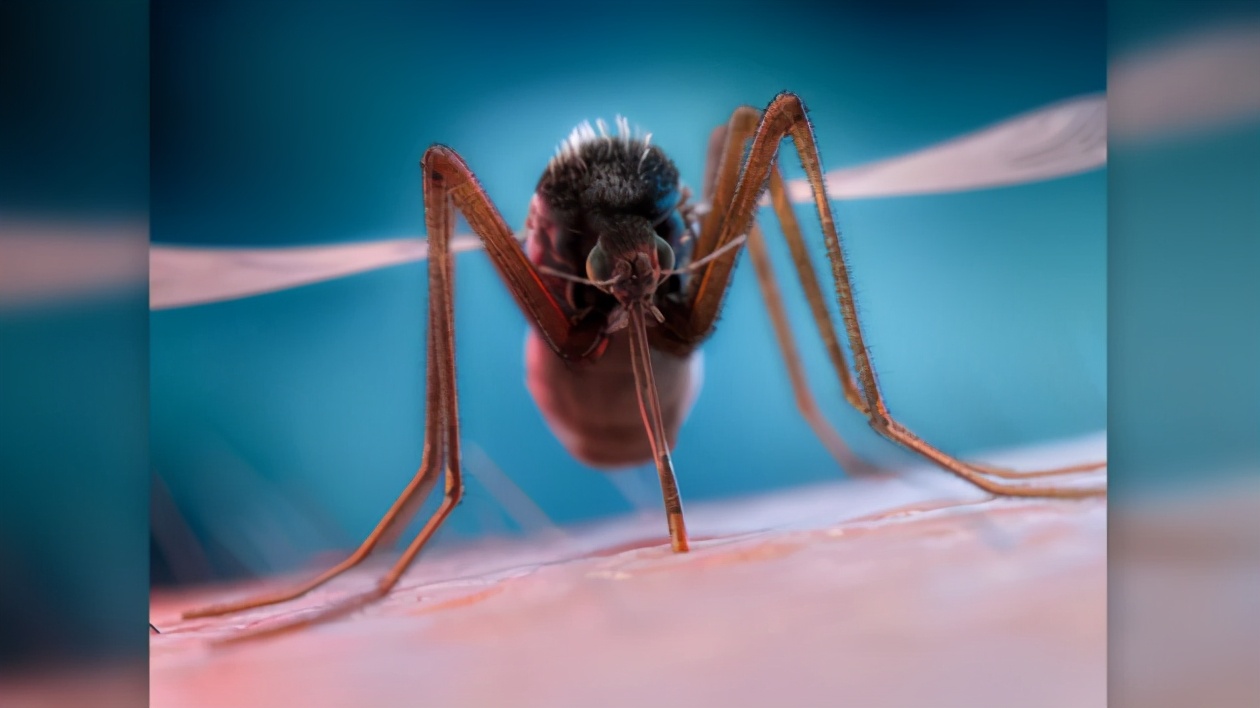 蚊子为什么喜欢在耳边嗡嗡叫 蚊子老是在耳边嗡嗡响的原因