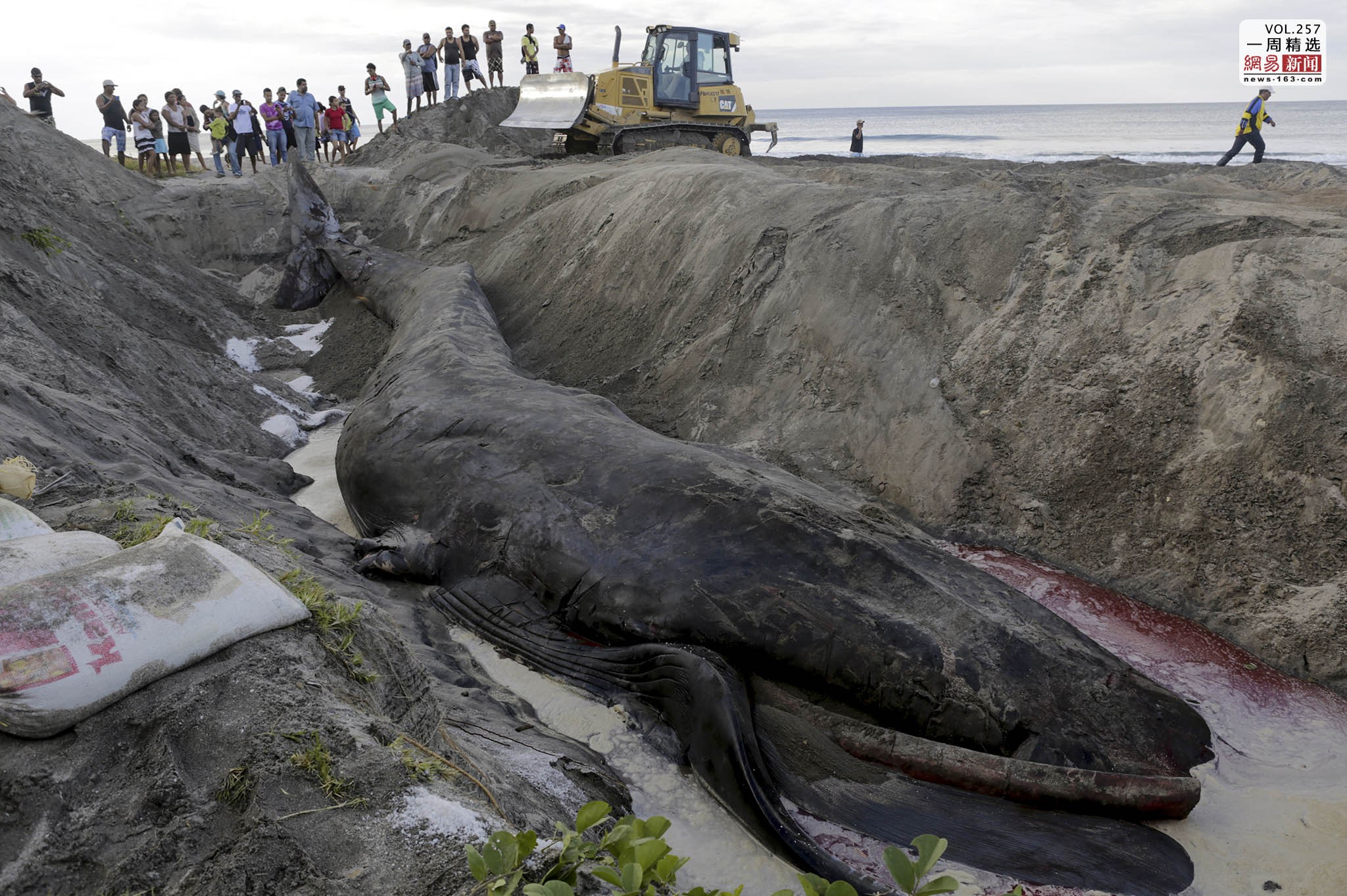 比蓝鲸重10000倍的动物 世界上有比蓝鲸还大的动物吗