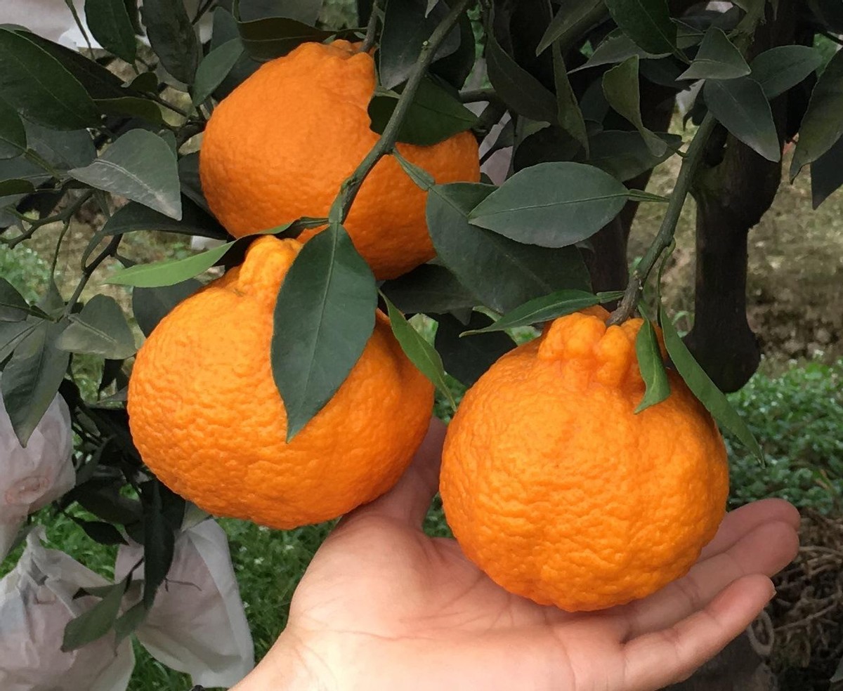 耙耙柑跟丑橘有什么区别 粑粑柑和丑橘是一种水果吗