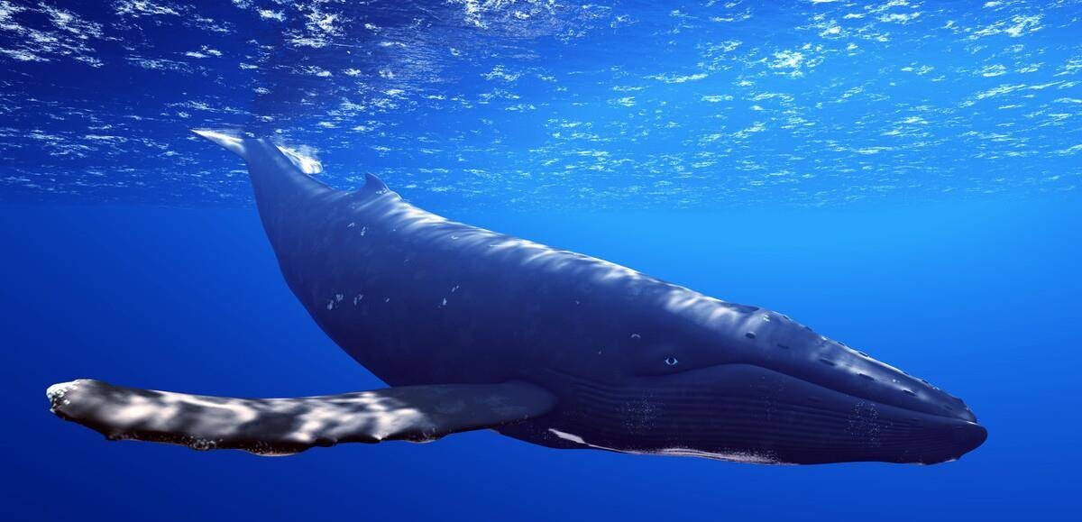 世界上最大的鲸鱼 世界上最大的鲸鱼是哪种鲸鱼