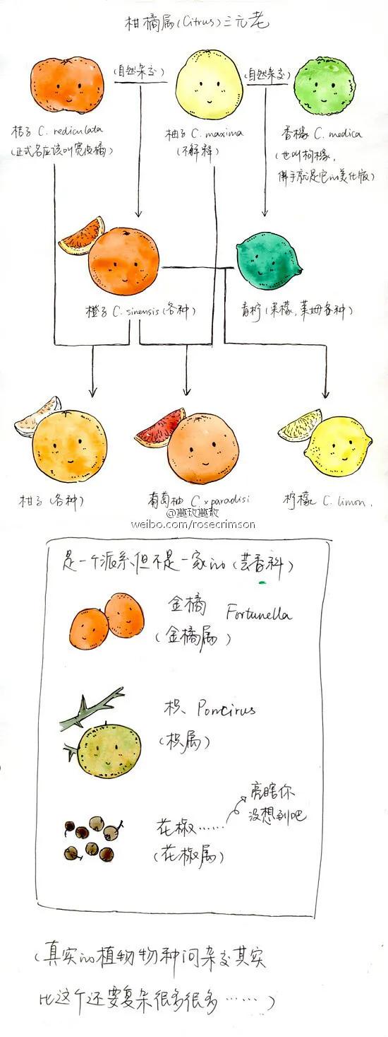橙子与橘子的区别 橘子橙子柑子有什么区别