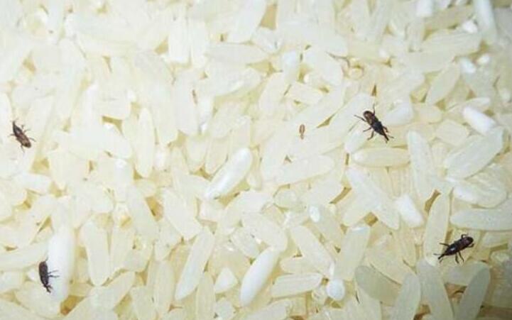 米虫是怎么长出来的 大米里面的白色虫子叫什么