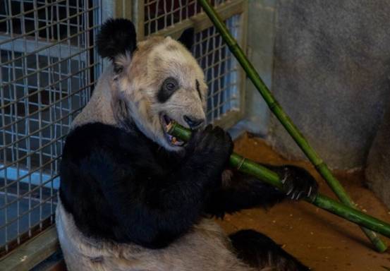 熊猫的寿命可以活多少时间 旅美大熊猫“丫丫”瘦骨嶙峋