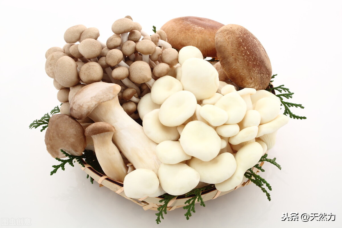 新鲜蘑菇怎么保存 刚采的蘑菇如何处理长期保存