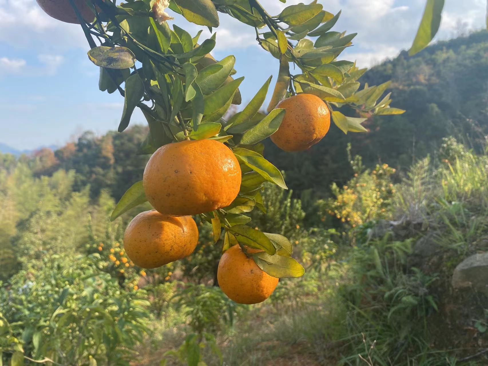 橙子怎么保存的时间长 摘下来的橙子可以放多久
