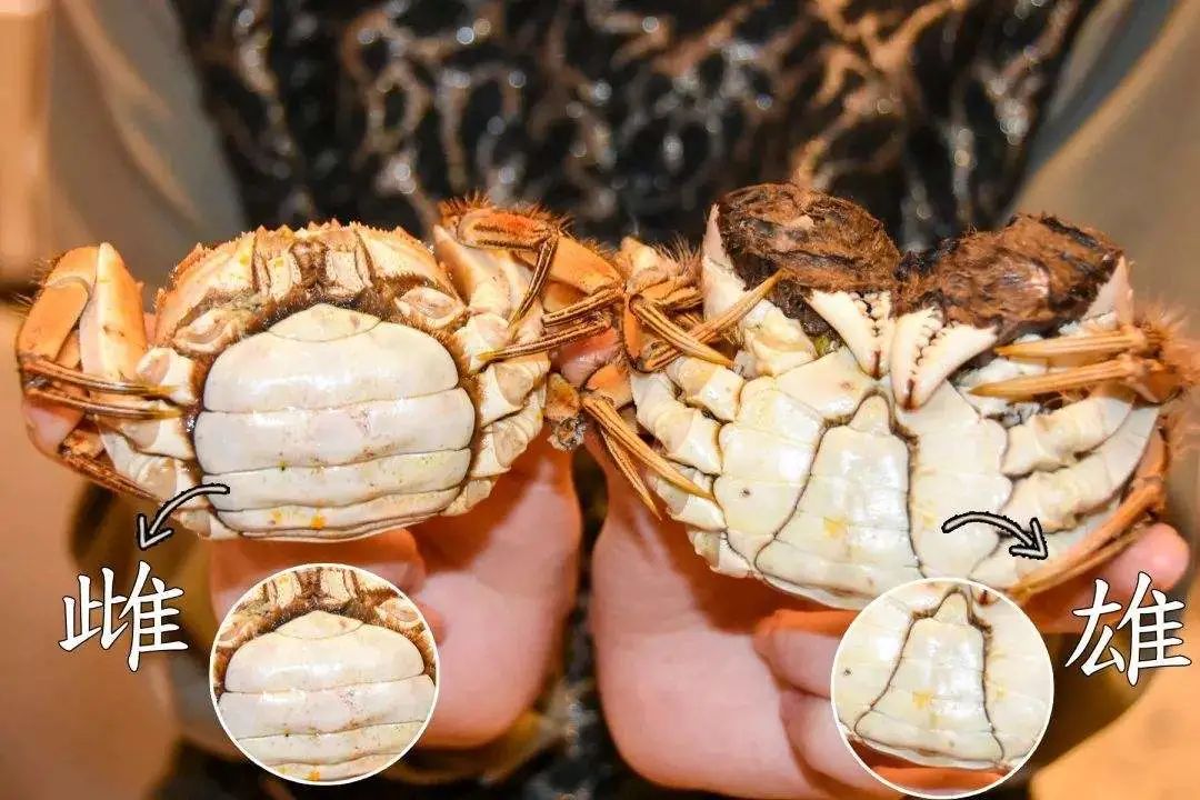怎么保存螃蟹才能存放更久 活螃蟹要怎么养放的时间久