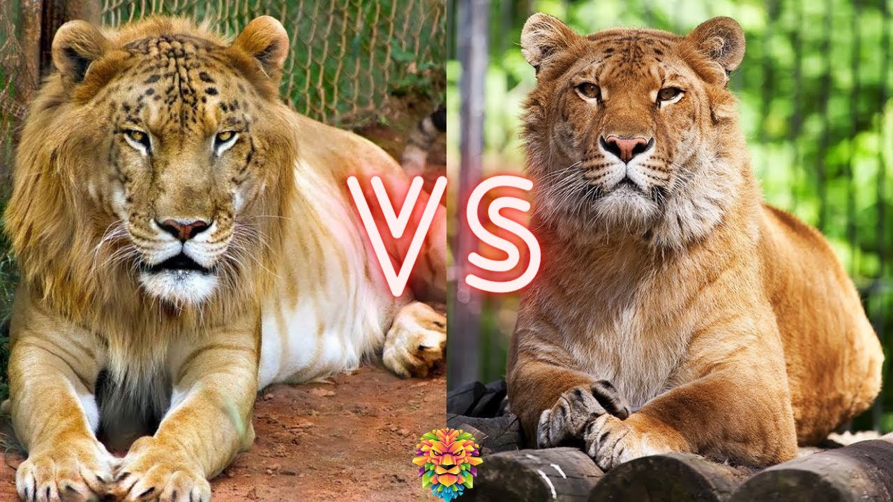 狮虎兽与虎狮兽的区别 狮虎兽为什么比虎狮兽大