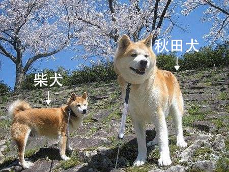 秋田犬和柴犬的区别 如何快速区分秋田犬和柴犬