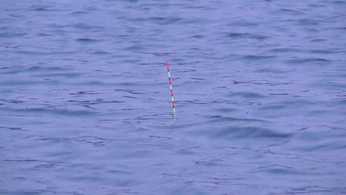 无铅自立浮漂调漂方法 怎样使用无铅自立漂钓鱼