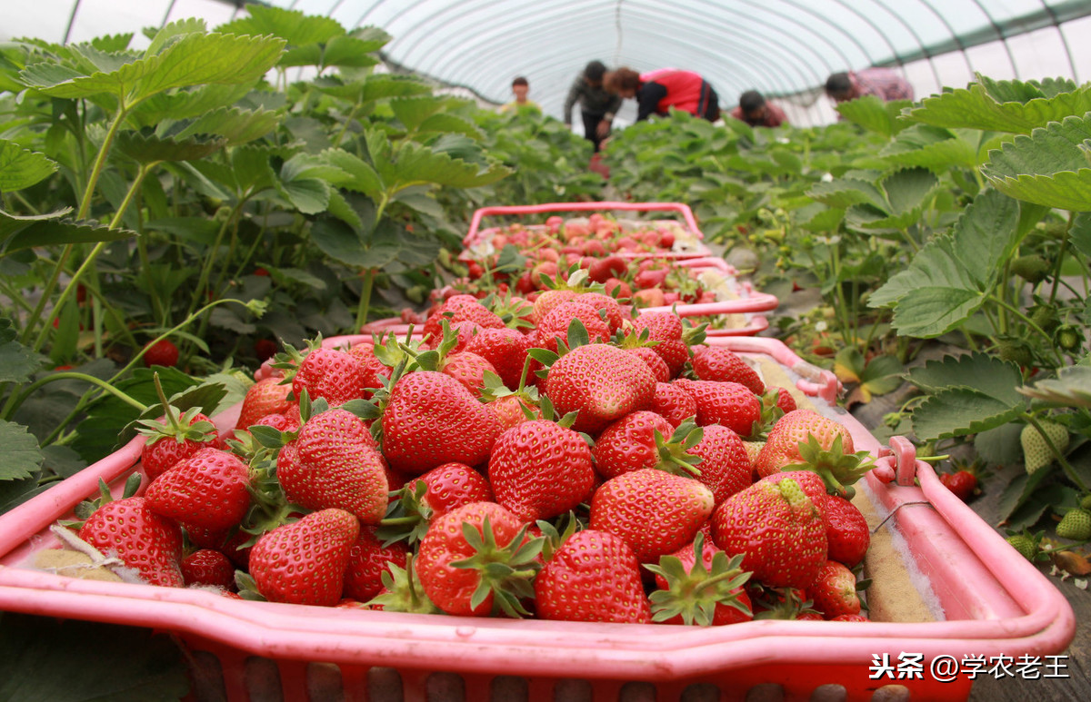 没有冰箱草莓怎么保存时间长 草莓的最佳保存方法技术