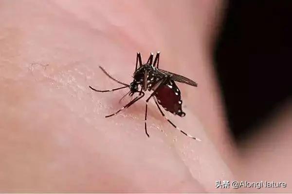 蚊子的寿命有多长 一只蚊子的生命周期是多久