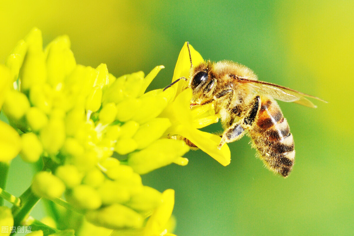 蜂蜜是蜜蜂吐出来的还是拉出来的 蜂蜜是蜜蜂的什么产物