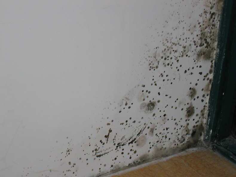 墙体渗水发霉怎样彻底处理 屋内墙体渗水发霉怎么办